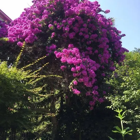 Goerkemli 4* Istanbul